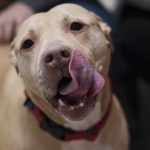 Rachel Green, a dog available for adoption at the Mohawk Hudson Humane Society.